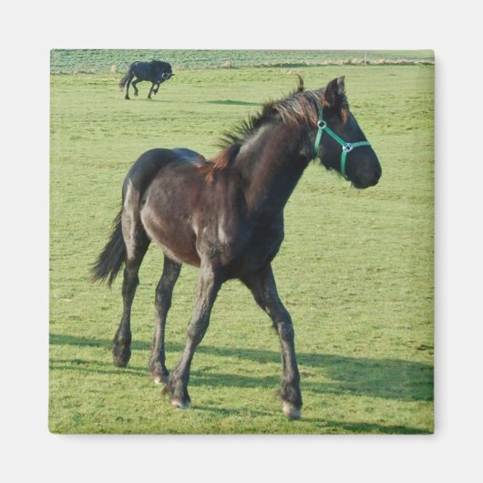Horse magnet (Voorkant)