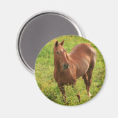 Horse magnet (Voorkant / Achterkant)