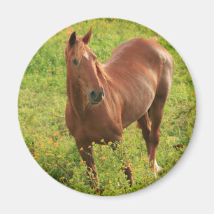 Horse magnet