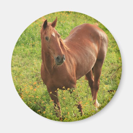 Horse magnet (Voorkant)