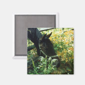 Horse Magnet (Voorkant / Achterkant)