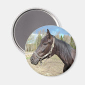 Horse magnet (Voorkant / Achterkant)