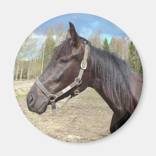 Horse magnet (Voorkant)