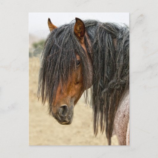Horse Mane Briefkaart (Voorkant)