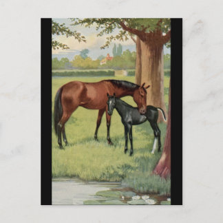 Horse Mare Foal Equestrian Vintage Image Briefkaart