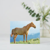 *~* Horse - Mountains Hill AR22 Equine Waterverf Briefkaart (Staand voorkant)