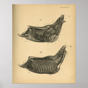 Horse Muscle Anatomy 1908 Vintage Print