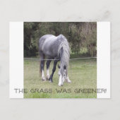 Horse 'n fence! briefkaart (Voorkant)