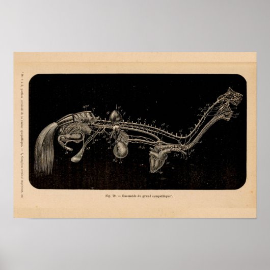 Horse Nerve Anatomy Franse  Print (Voorkant)