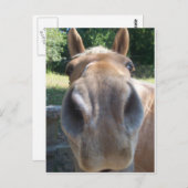 Horse Nose Briefkaart (Voorkant / Achterkant)