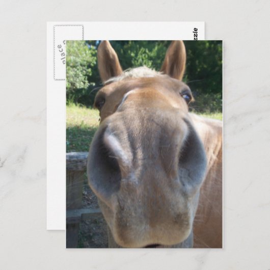 Horse Nose Briefkaart (Voorkant / Achterkant)
