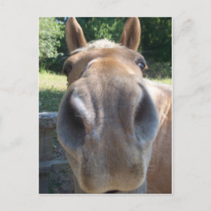 Horse Nose Briefkaart