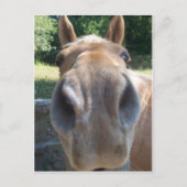 Horse Nose Briefkaart (Voorkant)