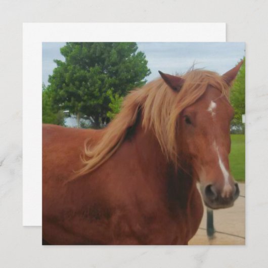 Horse Note Card | Elegant Equestrian Greeting Card (Voorkant / Achterkant)