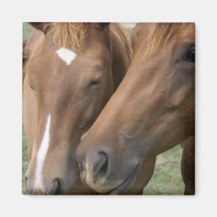 Horse Nuzzle Square Magnet