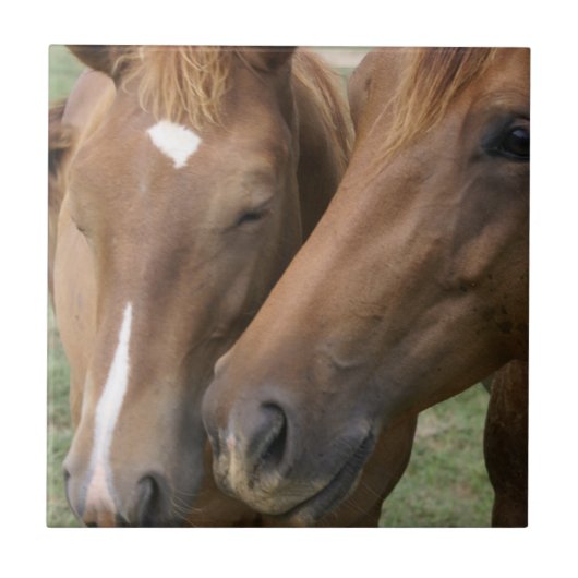 Horse Nuzzle Tile Tegeltje (Voorkant)