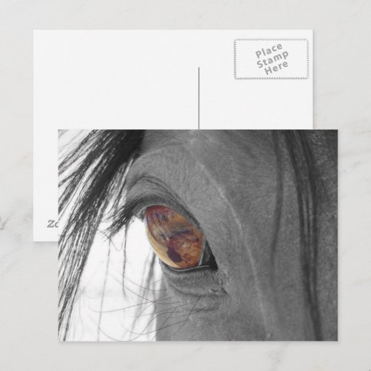 Horse ogen II Briefkaart (Voorkant / Achterkant)