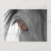 Horse ogen II Briefkaart (Voorkant)
