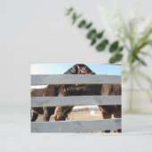 Horse Play Barn Horses Briefkaart (Staand voorkant)