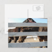 Horse Play Barn Horses Briefkaart (Voorkant / Achterkant)