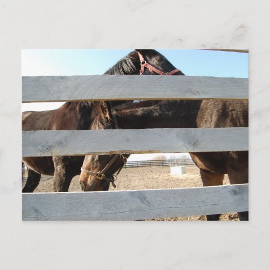 Horse Play Barn Horses Briefkaart (Voorkant)