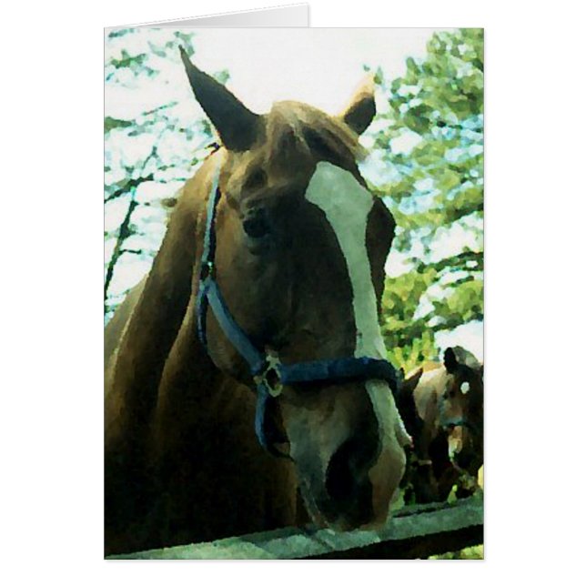 Horse Portrait (Voorkant)