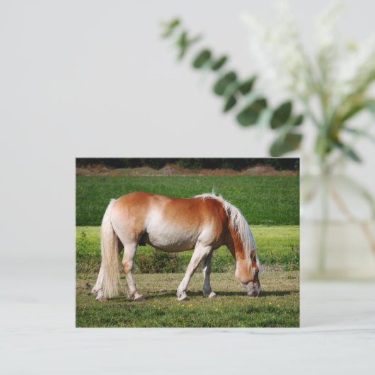 Horse portrait briefkaart (Staand voorkant)