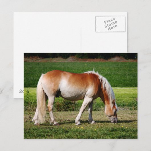 Horse portrait briefkaart (Voorkant / Achterkant)