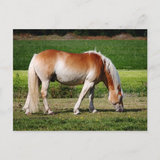 Horse portrait briefkaart (Voorkant)
