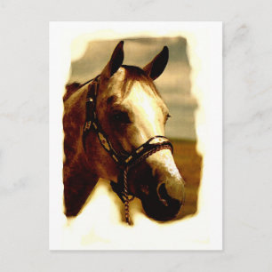 Horse Portrait Briefkaart