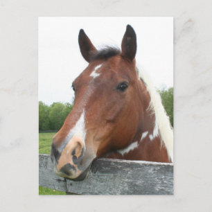 Horse Portrait Briefkaart