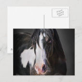 Horse Portrait II Briefkaart (Voorkant / Achterkant)