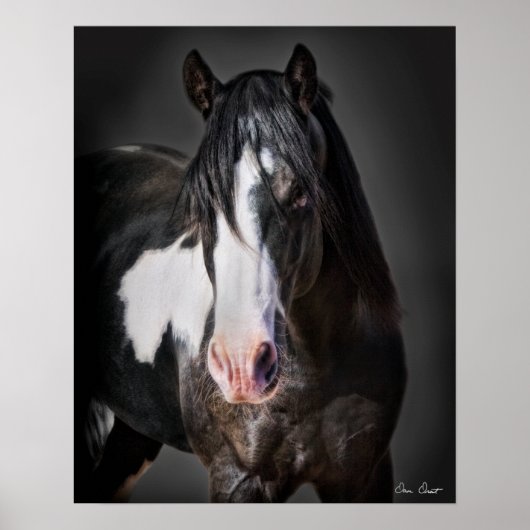 Horse Portrait II Poster (Voorkant)
