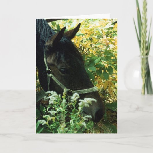 Horse Portrait Kaart (Voorkant)