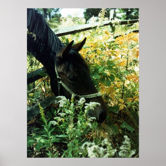 Horse Portrait l Poster (Voorkant)