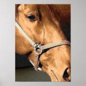 Horse Portrait Poster (Voorkant)