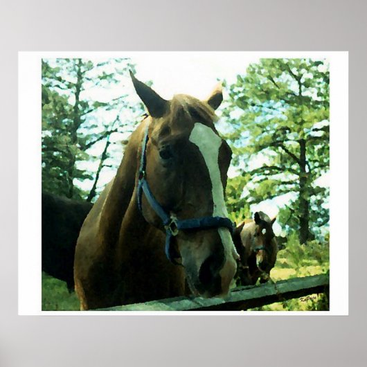 Horse Portrait Poster (Voorkant)