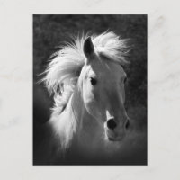 Horse Portrait V