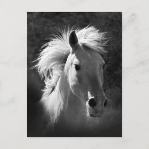 Horse Portrait V Briefkaart
