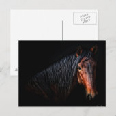 Horse Portrait VII Briefkaart (Voorkant / Achterkant)