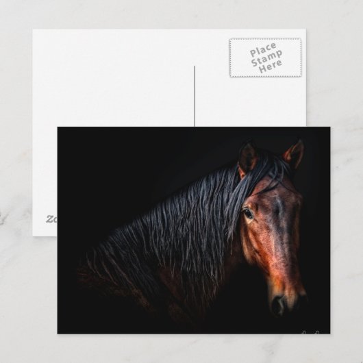 Horse Portrait VII Briefkaart (Voorkant / Achterkant)