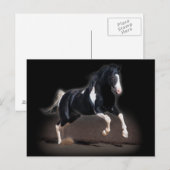 Horse portret VIII Briefkaart (Voorkant / Achterkant)