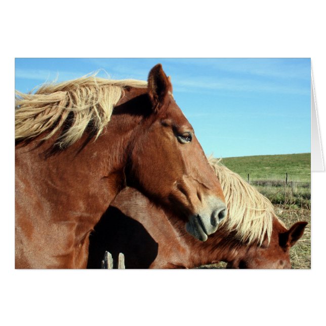 Horse Portriat (Voorkant Horizontaal)