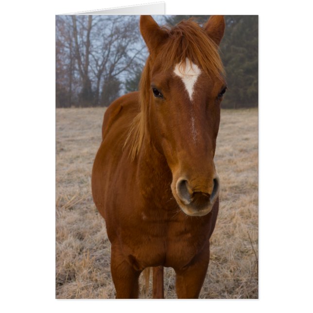 Horse pose (Voorkant)