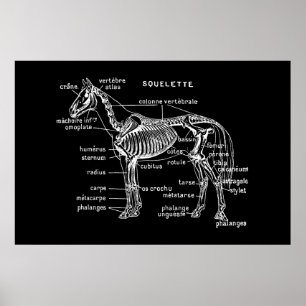 Horse Poster