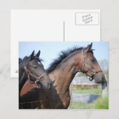 Horse Race Finish Line Briefkaart (Voorkant / Achterkant)