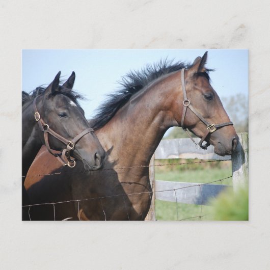 Horse Race Finish Line Briefkaart (Voorkant)