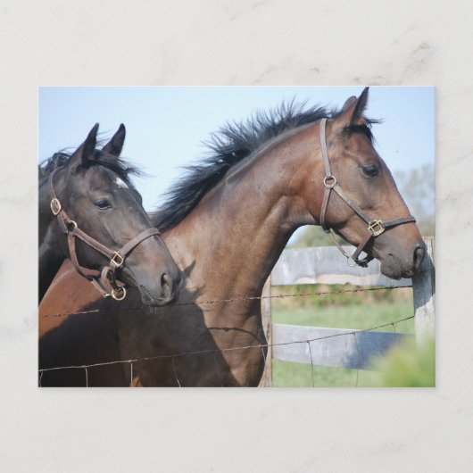 Horse Race Finish Line Briefkaart (Voorkant)