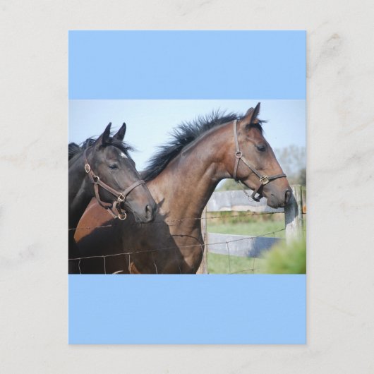 Horse Race Finish Line Briefkaart (Voorkant)