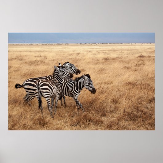 HORSE RACE POSTER (Voorkant)